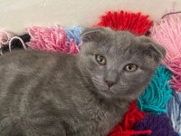 Orjinal British Shorthair Yavrular