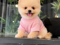 Orjinal Pomeranian Boo 