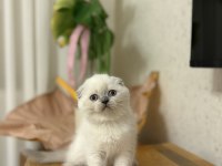 SCOTTISH FOLD YAVRULARIM 