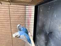 Jumbo muhabbet kuşu takım