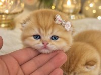 GOLDEN BRİTİSH SHORTHAİR BEBEKLER