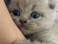 1 Aylık Minik Yavru Scottish Fold