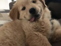 Sarı Şeker Golden Retriever Yavrular