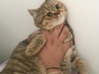 British shorthair golden point