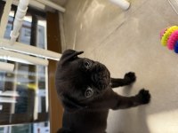 IRK GARANTİLİ 2 AYLIK PUG MOPS