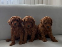 Toy Poodle Bebekler Seçkin Yavrular