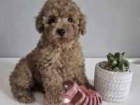 Toy Poodle Yavrusu