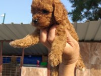 Süper toy poodle bebişler