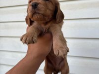 Cocker Bebekler