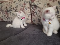 Cins kedi biritichsahibinden çok oyuncuysam bir maskot