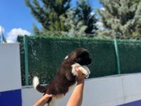 American dev akita aslanlar