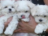 Maltese Terrier Mini Mini Kar Gibi Bebeklerim
