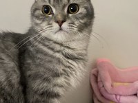British shorthair kızıma yeni yuva arıyorum