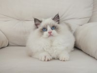 Full şecereli ragdoll yavruları