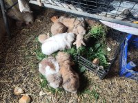 Safkan hollanda lop tavşanı