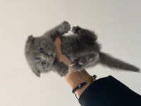 Son iki yavrum scottish fold