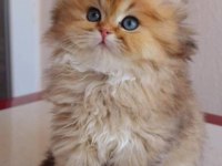 Çok tatlı yumuşacık sevgi delisi bir british longhair bebek