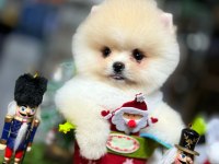 Pomeranian şecereli teacup