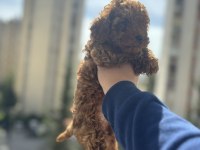 Erkek dişi toy poodle yavrularımız
