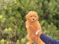 Maltipoo Yavrularımız