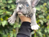 Balıkesir merkez French Bulldog Yavrular