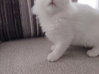 British Longhair Erkek 3 Aylık Yavrularımız