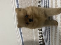 POMERANİAN TEACUP 2.5 AYLIK ERKEK