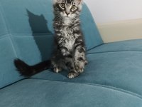 Uyguna vereceğim dev maine coon yavruları