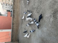 16 adet oyunlu güvercin