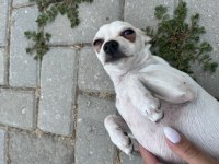 4 aylık erkek şivava yavrumuz