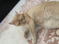 British Longhair dişi kedimiz