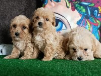 Maltipoo köpeği yavrularımız