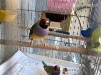 Ağır parçalı parrot goldian finch cinemonlar