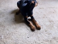 Varsa daha iyi doberman o da annesi