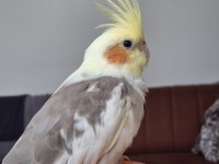 Çift Sultan Papağanı