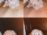 3 aylık oyuncu maltipoo