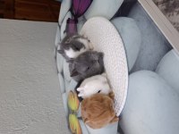 Cüce tavşan ev ortamından
