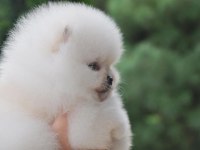 Boo Pomeranian Teddy Bear Yavrular