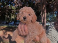FCI / KIF SECERELİ ŞAMPİYON ANNE VE BABADAN POODLE YAVRULAR