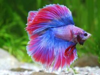 Betta Bardak Balık