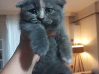 İran Blue Point kırması melez kedimiz