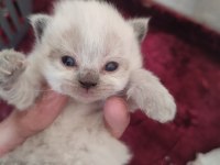 Show kalite british shorthair yavrular