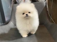 Pomeranian Boo Yavrular