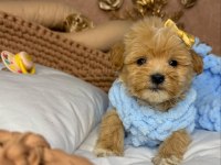 DÜNYA TATLISI MALTİPOO YAVRULARI 
