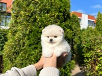 Pomeranian Boo Teddy