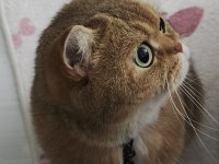 British shorthair kedim luzi