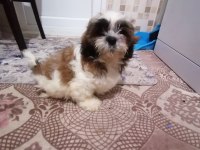 Yeni yıl şekerleri shih tzu yavrularımız