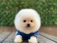 Pomeranian boo beyaz erkek 2 aylık