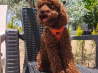 Toy poodle yavrularımız 8 aylık