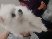 POMERANİAN BOO ANNELER GÜNÜ ÖZEL